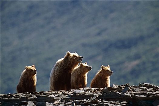 棕熊,家庭,靠近,沿岸地区,阿拉斯加