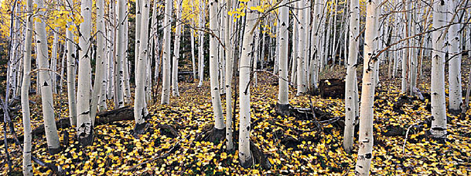 国家森林,白杨,白色,树皮,枝条,秋天,地面