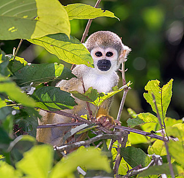 松鼠猴,雨林,树荫,国家级保护区,河,亚马逊河,区域,秘鲁,南美
