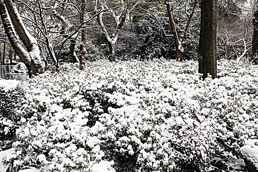 杭州,西湖,建筑,灵隐寺,寺庙,雪,宗教,佛教,僧人,塑像,信仰,文化,旅游,飞来峰