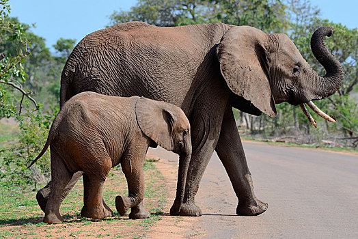女性,非洲,灌木,大象,非洲象,幼兽,公路,克鲁格国家公园,南非