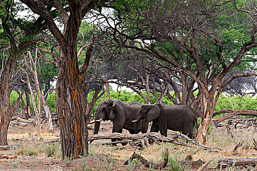 两只,象,非洲象,树,奥卡万戈三角洲,博茨瓦纳