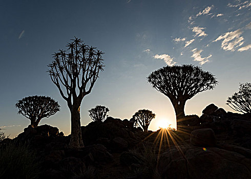 抖树,夕阳,树林,靠近,基特曼斯胡普,南,纳米比亚