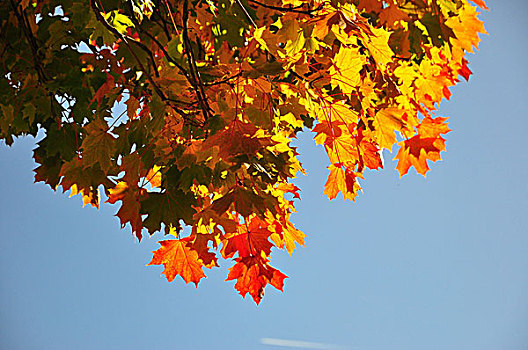 秋天,枫树,叶子,彩色