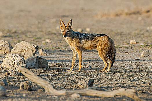黑背狐狼,卡拉哈迪,国家公园,北开普,省,南非,非洲