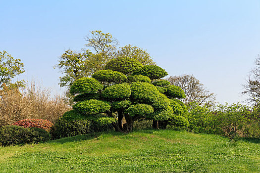园林绿化景观造型树