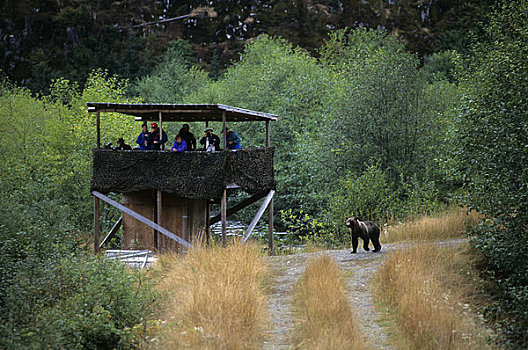加拿大,不列颠哥伦比亚省,游客,观注,站立,大灰熊