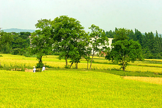 锦绣,大地,稻田,田园,乡村,天空