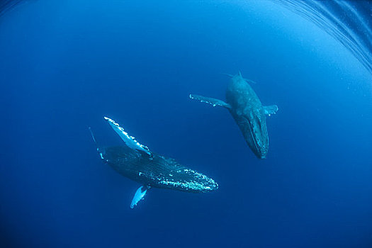 夏威夷,毛伊岛,两个,驼背鲸,大翅鲸属,鲸鱼,海洋,水下,广角