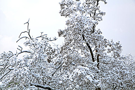 大雪后树上的白色雾凇