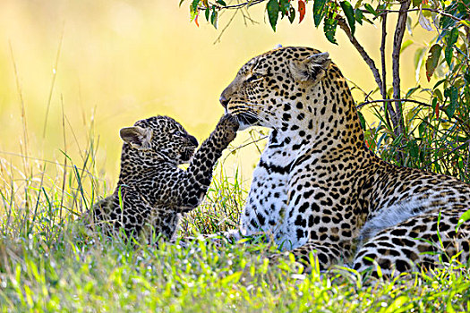 豹,女性,玩,幼兽,马赛马拉国家保护区,肯尼亚,非洲