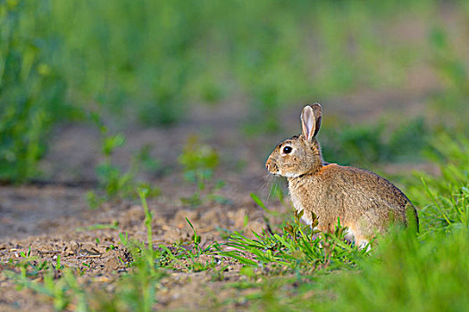 欧洲兔,兔豚鼠属,春天,黑森州,德国