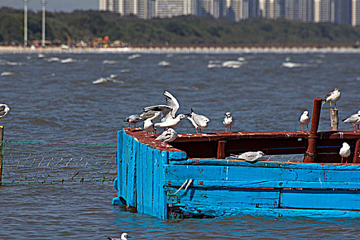 海鸥在渔船上休息