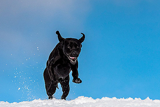 黑色拉布拉多犬,跳跃,耳,向上,雪地,蓝色背景,天空,亮光,云