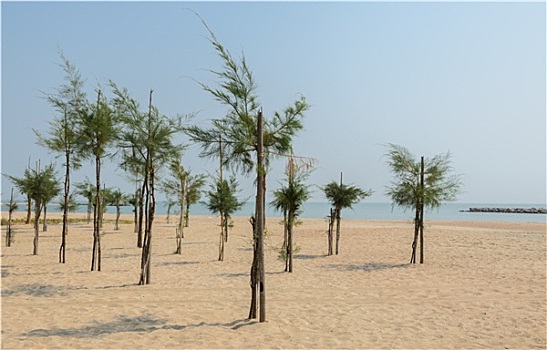 松树,海滩