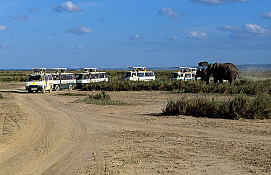 肯尼亚,安伯塞利国家公园,公园,游客,看,大象