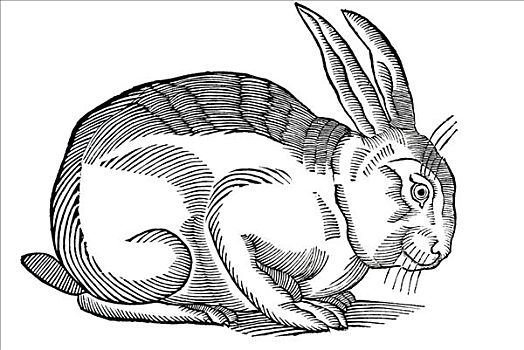 历史,书本,插画,兔子,蹲,位置,兔豚鼠属