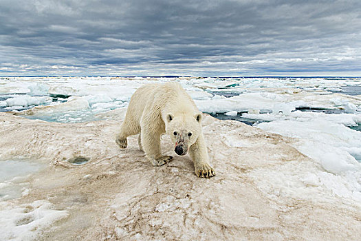 加拿大,努纳武特,领土,浅水湾,北极熊,棕熊,走,海冰,冰冻,海峡,靠近,北极圈,哈得逊湾