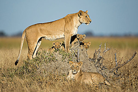 非洲,博茨瓦纳,乔贝国家公园,雌狮,狮子,幼兽,站立,蚁丘,萨维提,湿地