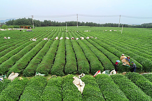 江西金溪,机采秋茶促增收