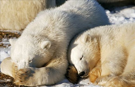 两个,年轻,北极熊,幼兽,睡觉,哈得逊湾,加拿大,北美