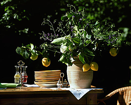 柠檬,花束,赤陶,花瓶,自助餐,桌子