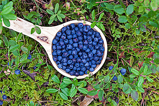 木碗,蓝莓