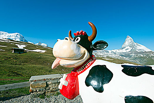 欧洲,瓦莱,阿尔卑斯山,瑞士,策马特峰,马塔角,母牛