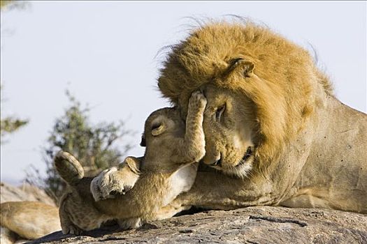 非洲狮,狮子,7-8岁,星期,老,幼兽,玩,成年,雄性,脆弱,马赛马拉国家保护区,肯尼亚
