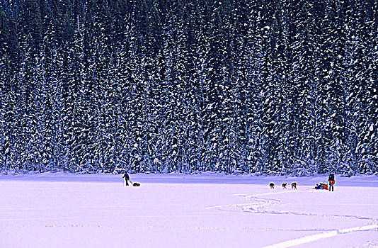 边远地区,滑雪者,狗拉雪橇,冰冻,湖,冬天,伯朗湖省立公园,不列颠哥伦比亚省,加拿大