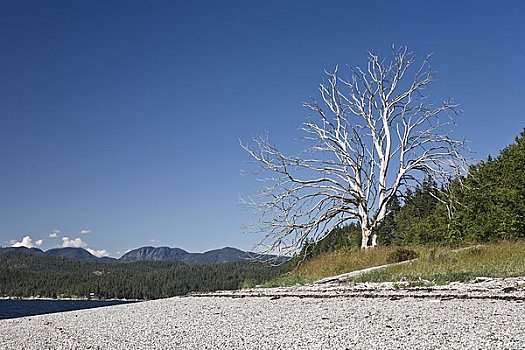 桦树,岸边,岛屿,不列颠哥伦比亚省,加拿大