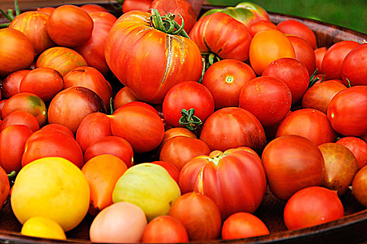 多样,西红柿,番茄,托盘,下萨克森,德国,欧洲