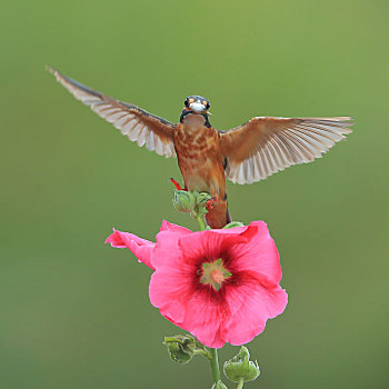 花朵上展翅的翠鸟