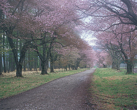 樱桃树,道路