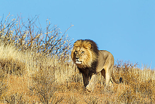 狮子,雄性,漫游,沙丘,卡拉哈里沙漠,卡拉哈迪大羚羊国家公园,南非,非洲