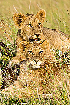 幼狮,狮子,马赛马拉,肯尼亚
