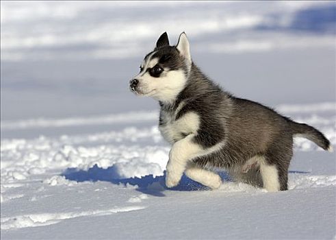 西伯利亚,哈士奇犬,狗,小动物,雪中