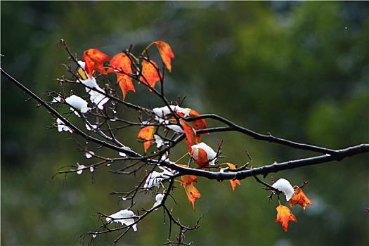 雪后树枝上的红色枫叶