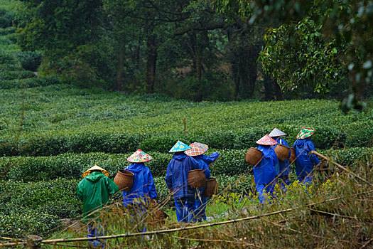 杭州西湖龙井茶园嫩茶新茶特写