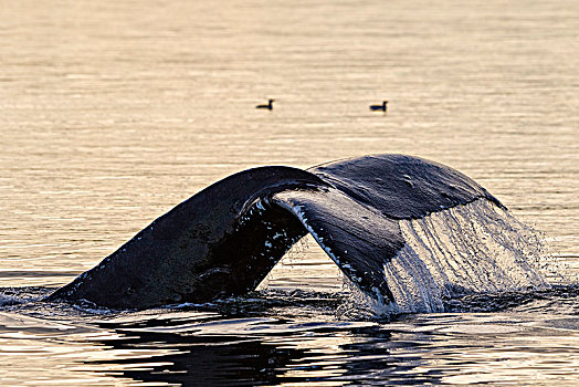 驼背鲸,展示,鲸尾叶突,迟,秋天,下午,海峡,北温哥华岛,不列颠哥伦比亚省,加拿大