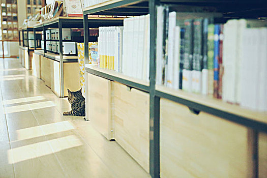 猫和书店