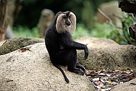 短尾猿,成年,印度,亚洲