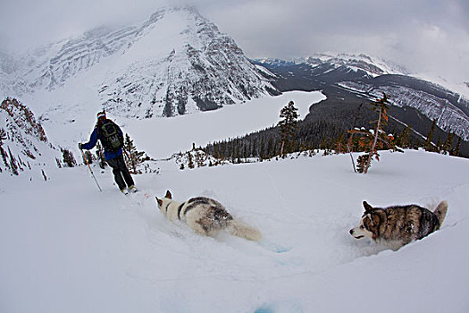 一个,男人,狗,冰冻,湖,班芙国家公园,冰原大道,艾伯塔省,加拿大