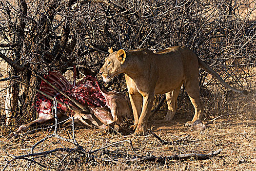 雌狮,狮子,隐藏,捕食,东方,非洲,长角羚羊,萨布鲁国家公园,肯尼亚