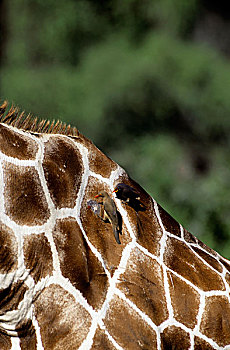 肯尼亚,红嘴牛椋鸟,挑选,网纹状,长颈鹿,背影