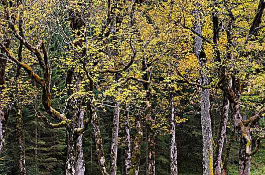 悬铃木,大槭树,高山牧场,山峦,提洛尔,奥地利,欧洲