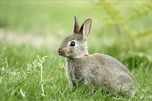 欧洲兔,兔豚鼠属,年轻,北莱茵威斯特伐利亚,德国,欧洲