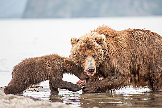 堪察加半岛,棕熊,幼兽,吃,鱼,水边,湖,半岛,俄罗斯