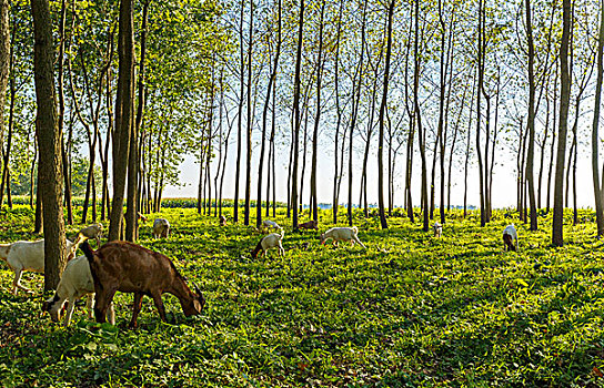 羊儿在阳光明媚的树林里吃草