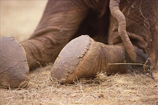 非洲象,孤儿,三个,星期,老,鞋,东察沃国家公园,肯尼亚